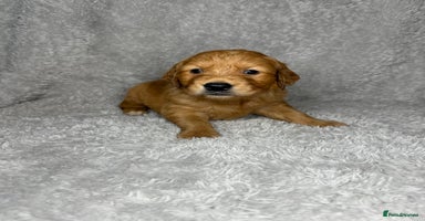 Golden Retriever dogs - Advert 15