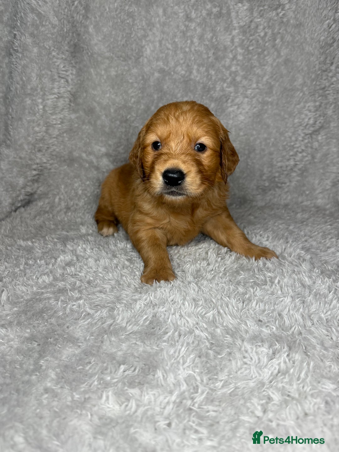 Golden Retriever dogs for sale: Beautiful chunky golden retriever’s  - Image 2