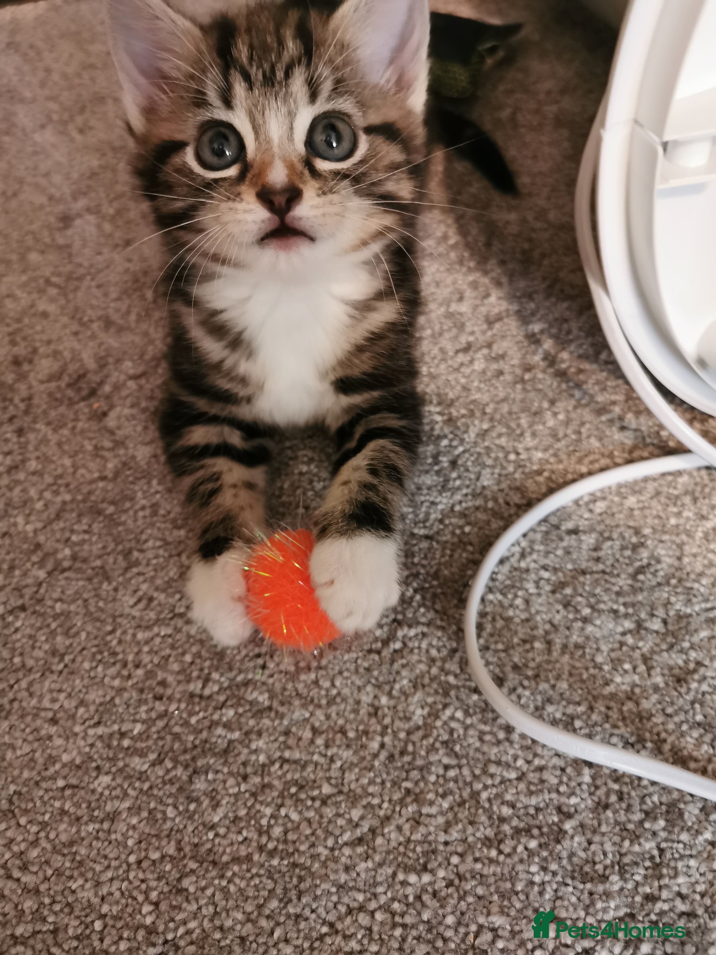 Mixed Breed cats Extra-cuddly, hand-reared, vet checked kittens  - Advert 2