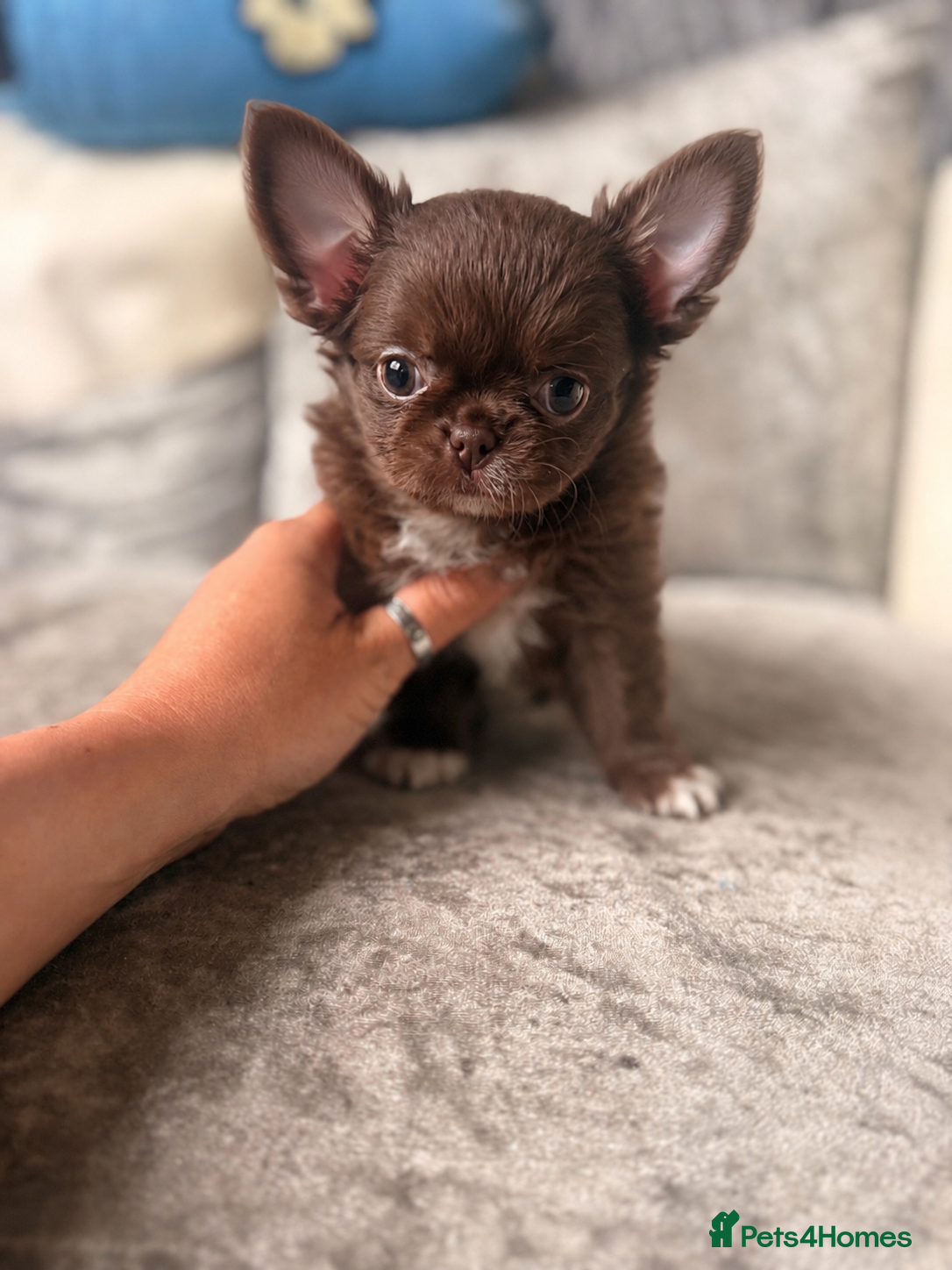 Chihuahua dogs Stunning Thai lines chocolate male  - Advert 3