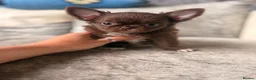 Chihuahua dogs for sale: Stunning Thai lines chocolate male  - Advert 1