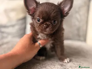Chihuahua dogs Stunning Thai lines chocolate male - Advert 3