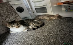 Mixed Breed cats for sale: Elsa and Arlo - Image 3