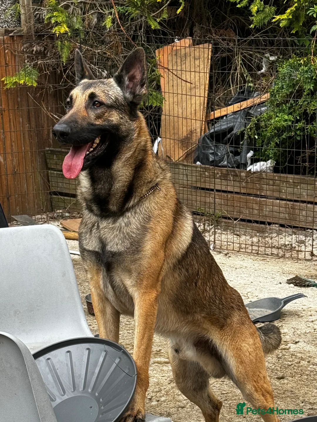 German Shepherd dogs for stud: PROVEN BIG BONED GERMAN SHEPHERD FOR STUD  in Romford - Advert 8