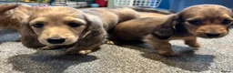 Miniature Dachshund dogs for sale: Cream dapple boy and shaded red girl - Advert 3