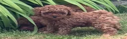 Toy Poodle dogs for sale: Tiny Asian Poodle puppy’s  - Advert 4