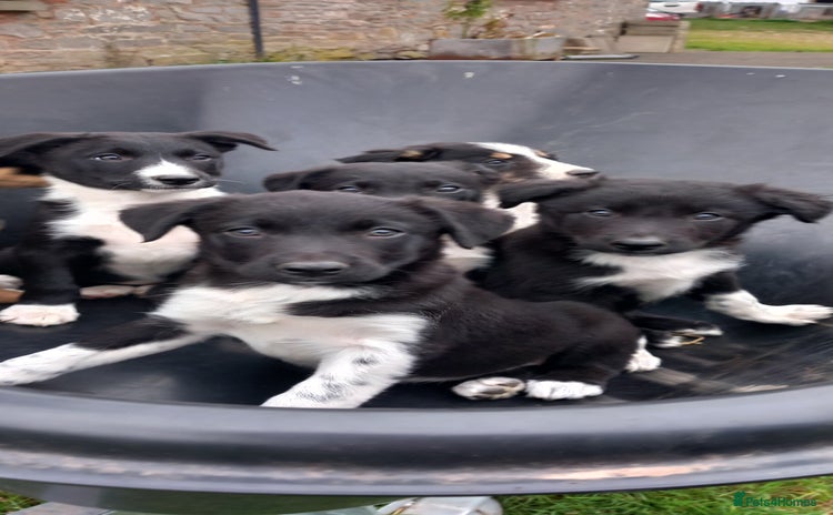 Border Collie dogs - Advert 3
