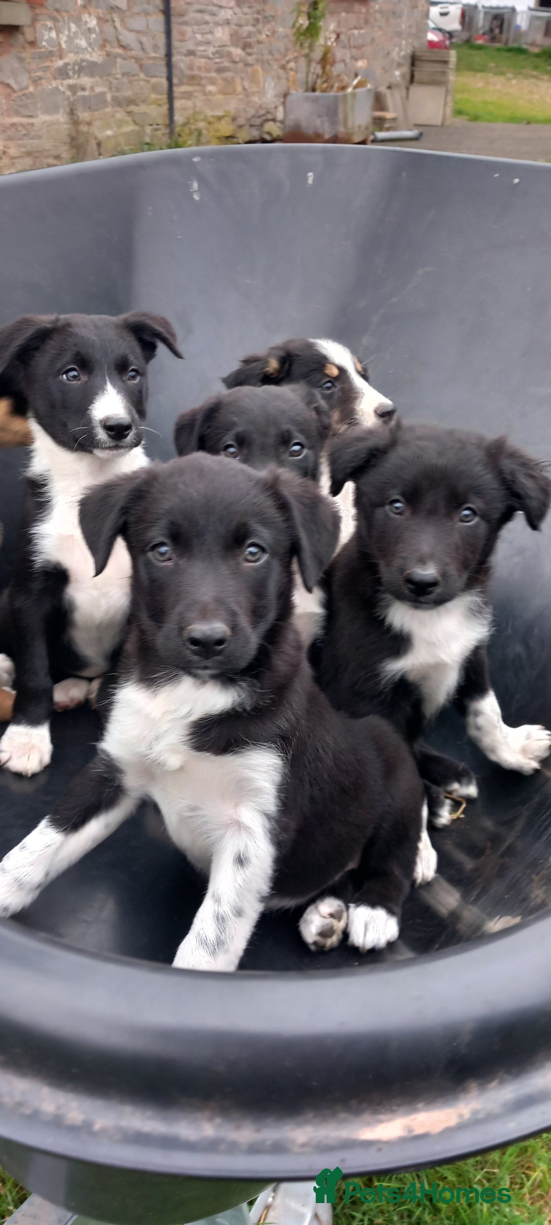 Border Collie dogs for sale: 7 adorable puppies available NOW - Image 1
