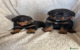 Rottweiler dogs for sale: Beautiful breed Rottweiler puppies  - Image 5