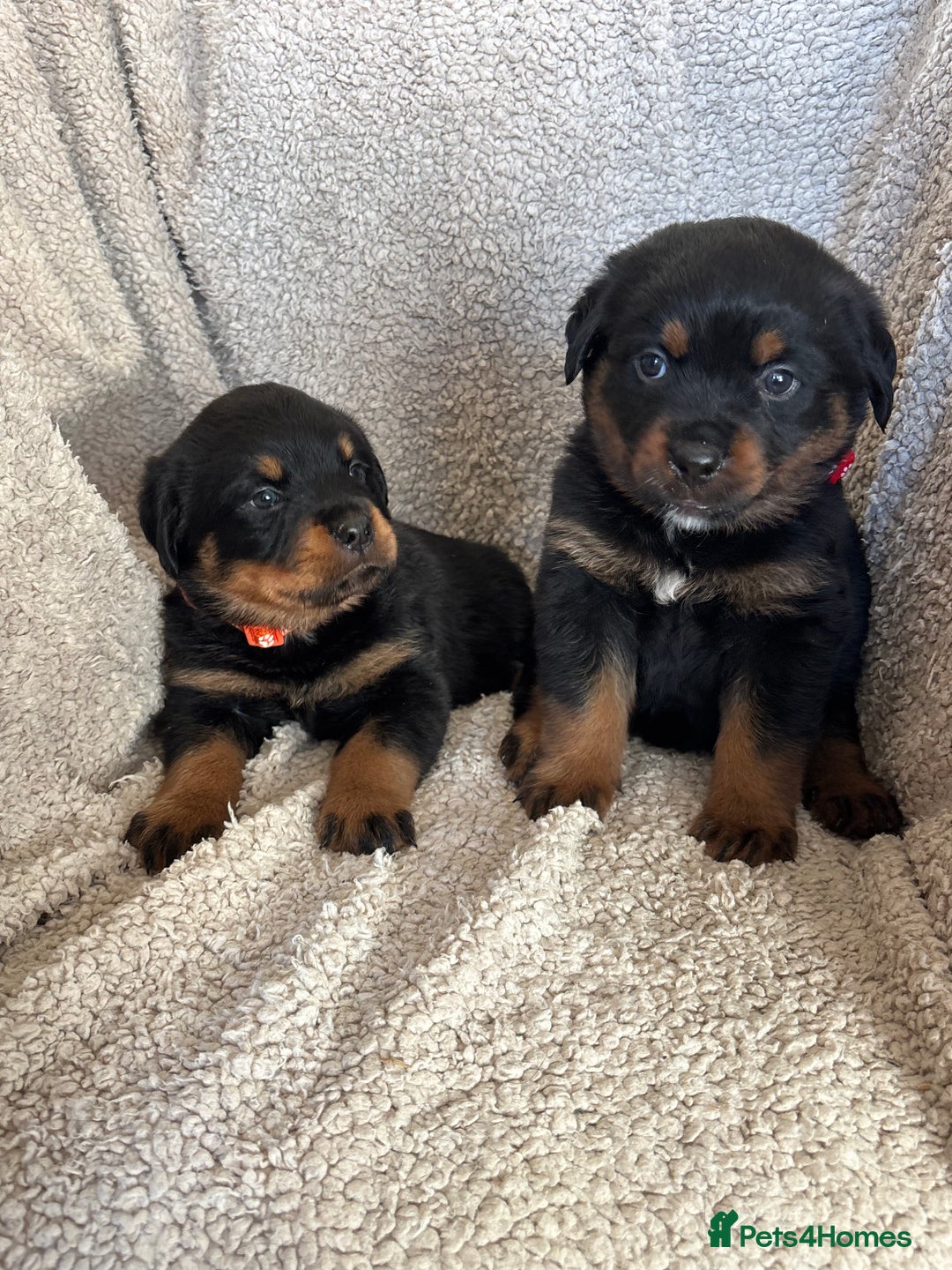 Rottweiler dogs for sale: Beautiful breed Rottweiler puppies  - Image 5