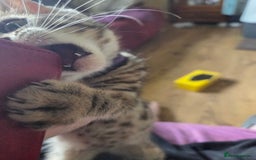 Bengal cats for sale: Bencoons, Bengal mum Maincoon Dad - Image 9