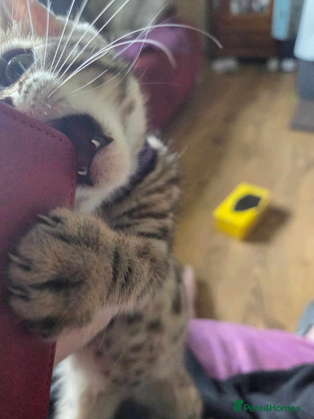 Bengal cats for sale: Bencoons, Bengal mum Maincoon Dad - Image 9