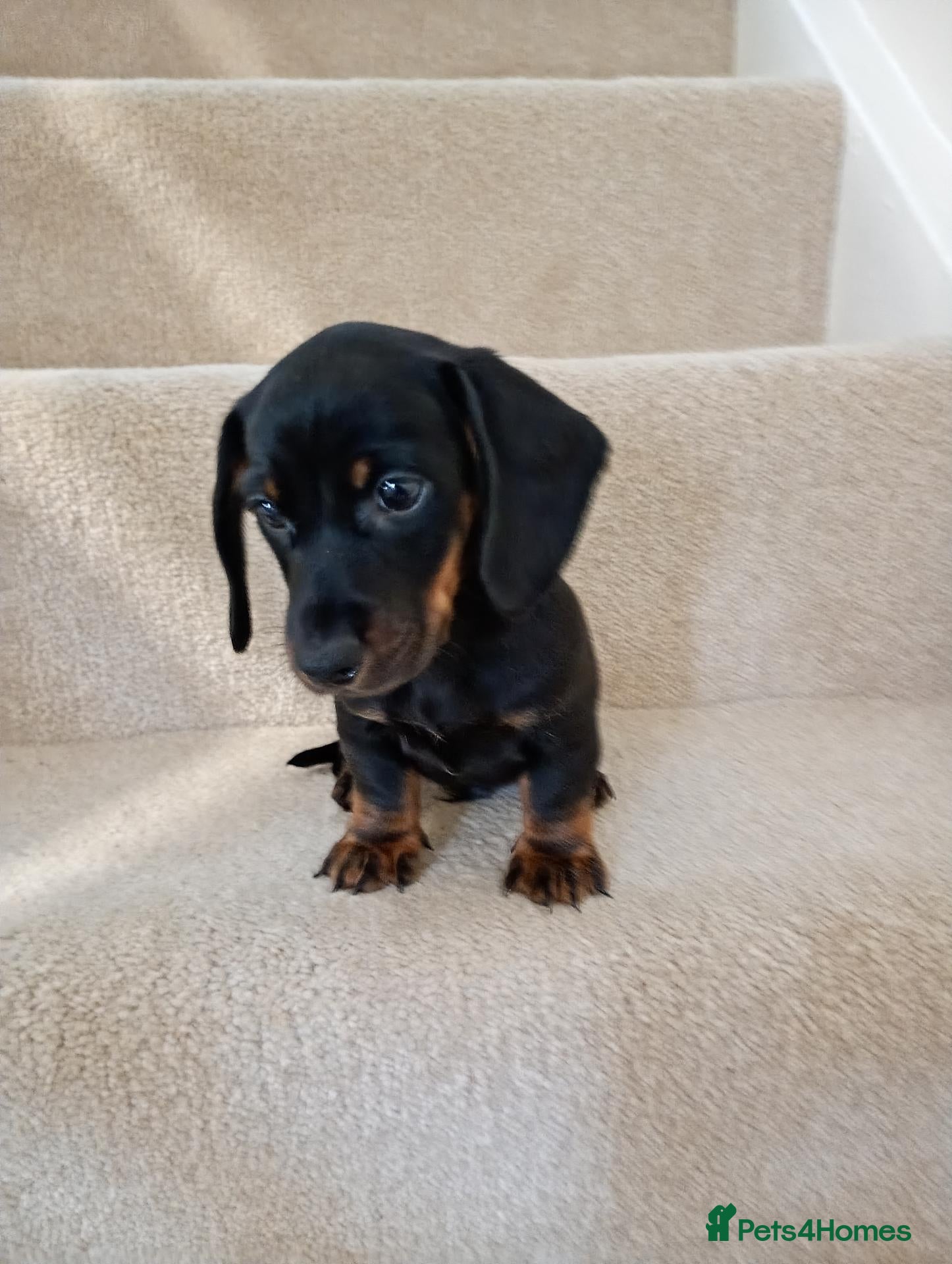 Miniature Dachshund dogs 💜 miniature dachshunds 💝 - Advert 10