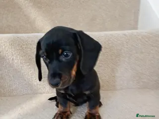 Miniature Dachshund dogs 💜 miniature dachshunds 💝 - Advert 10
