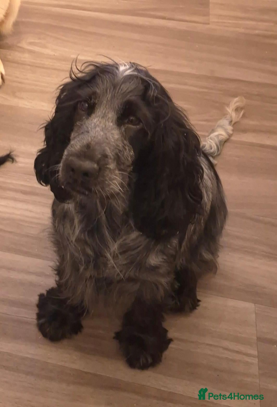 Cocker Spaniel dogs Stunning show cocker  - Advert 2