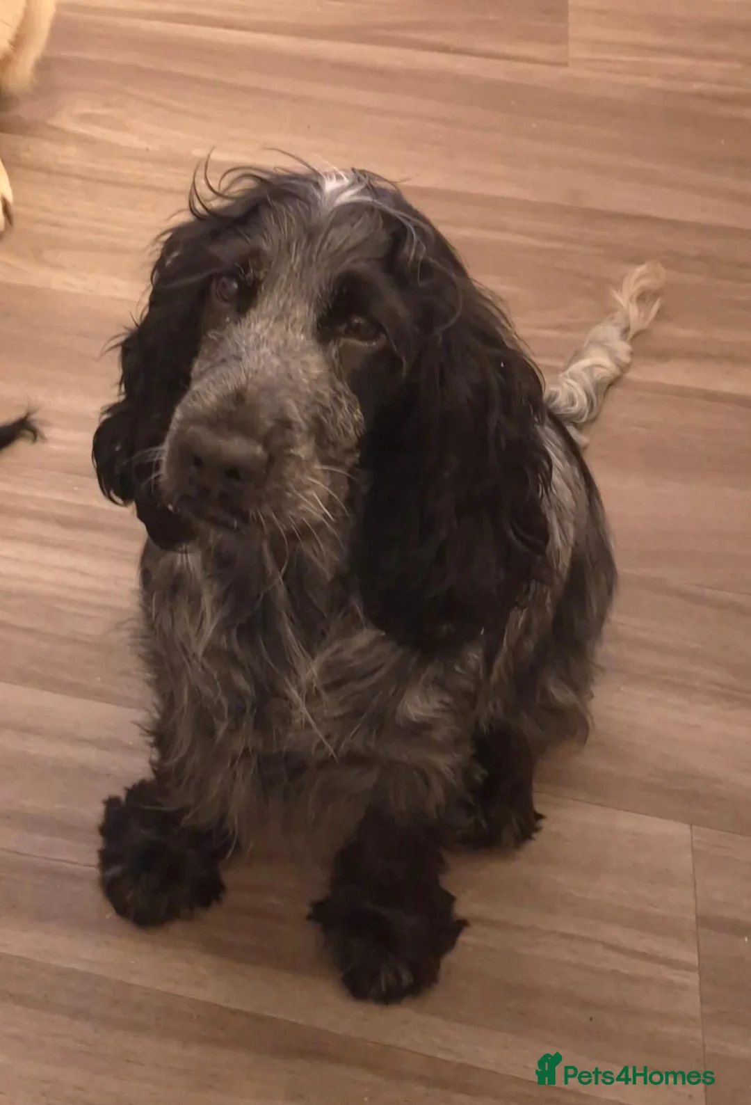 Cocker Spaniel dogs for sale: Stunning show cocker  in Holsworthy - Advert 1