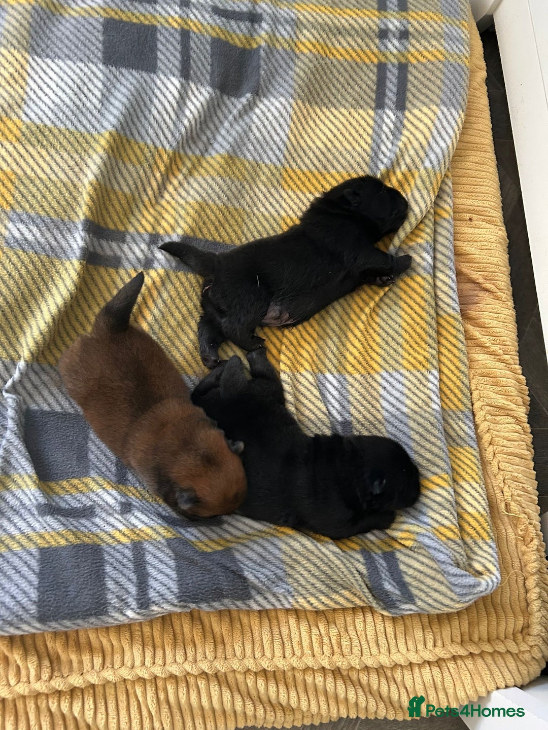 Chow Chow dogs for sale: Amazing chow chow puppies for sale  - Image 7