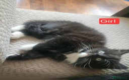 Mixed Breed cats for sale: Lovely Persian mix kittens - Image 27