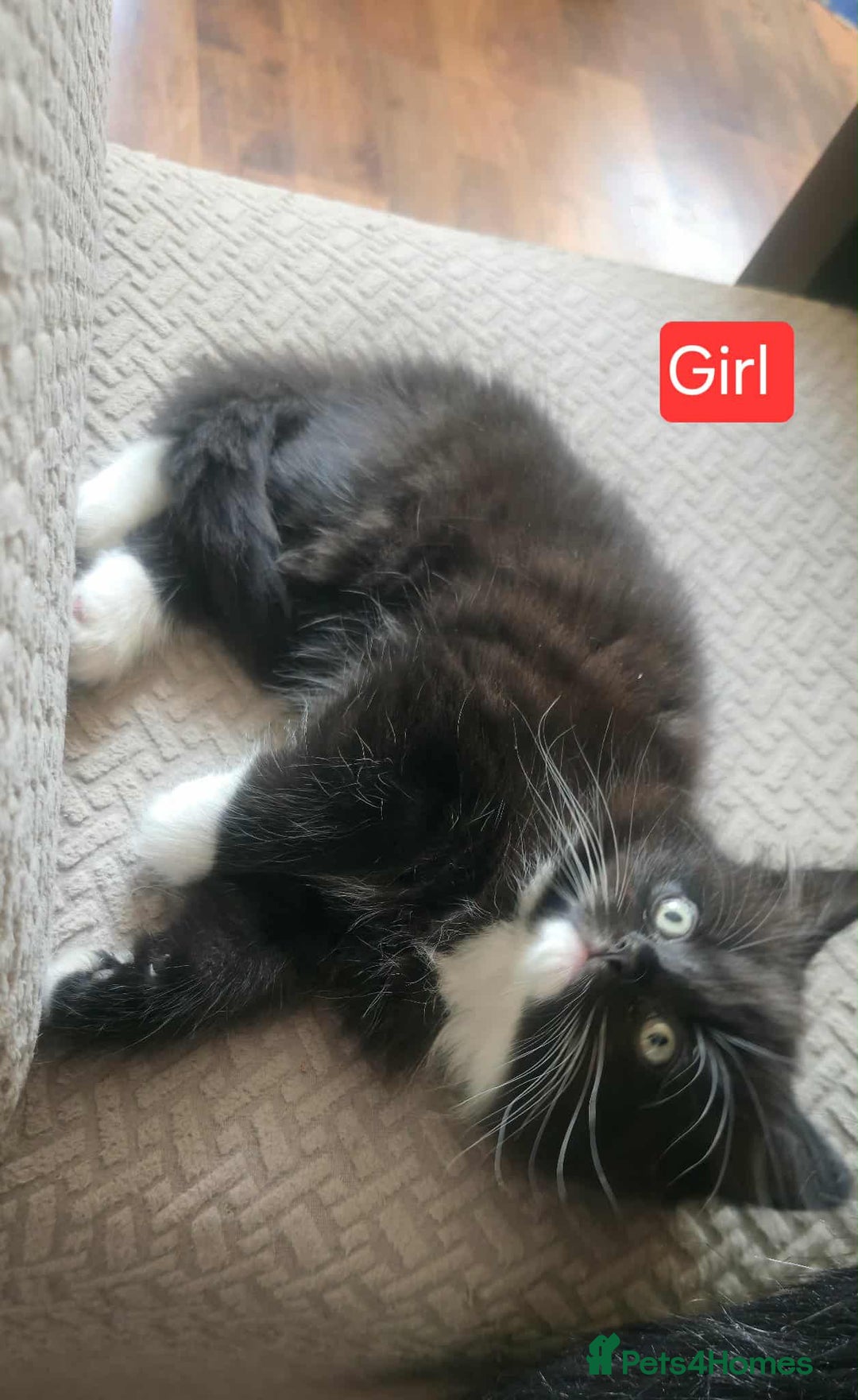 Mixed Breed cats for sale: Lovely Persian mix kittens - Image 27