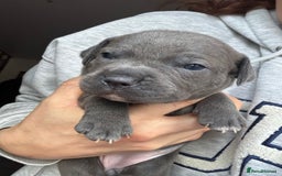 Staffordshire Bull Terrier dogs for sale: Quality Blue Health Tested  - Advert 4