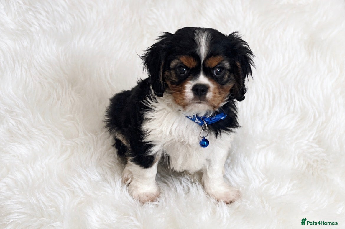 Cavalier King Charles Spaniel dogs Top quality, health tested Cavalier King Charles  - Advert 2