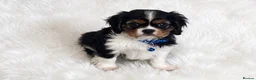 Cavalier King Charles Spaniel dogs for sale: Top quality, health tested Cavalier King Charles  - Advert 3