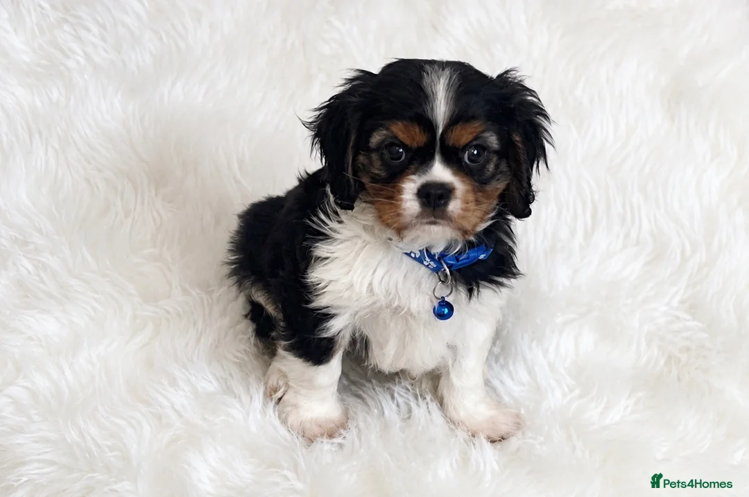 Cavalier King Charles Spaniel dogs for sale: Top quality, health tested Cavalier King Charles  - Advert 2