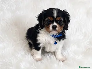 Cavalier King Charles Spaniel dogs Top quality, health tested Cavalier King Charles - Advert 3