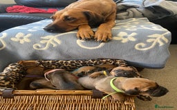 Rhodesian Ridgeback dogs for sale: Pedigree Ridgeback Puppies - READY FOR VIEWING in Scunthorpe - Image 26