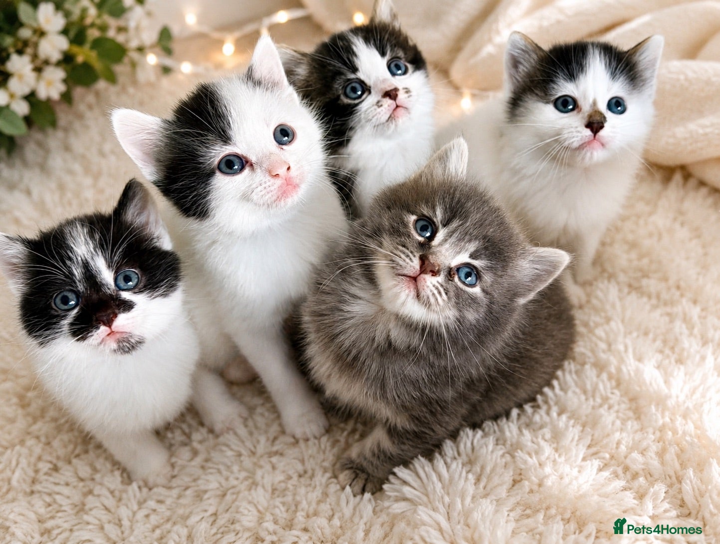 Mixed Breed cats  5 Adorable Tabby Kittens for Loving Homes - Advert 1