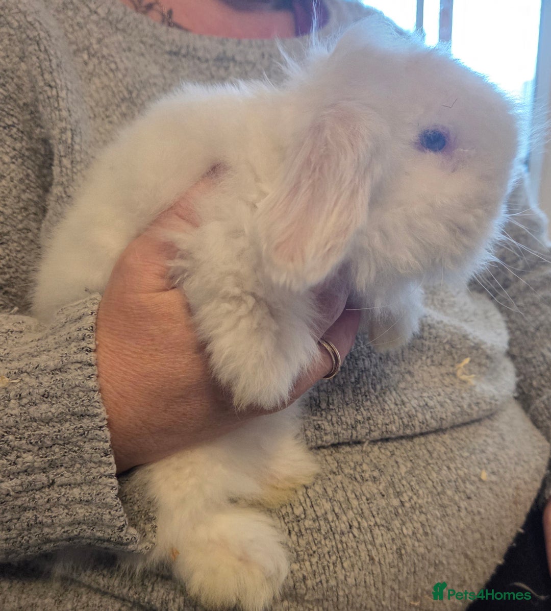 Mini Lion Lop rabbits for sale:  Male teddywidder bunnies  - Advert 24