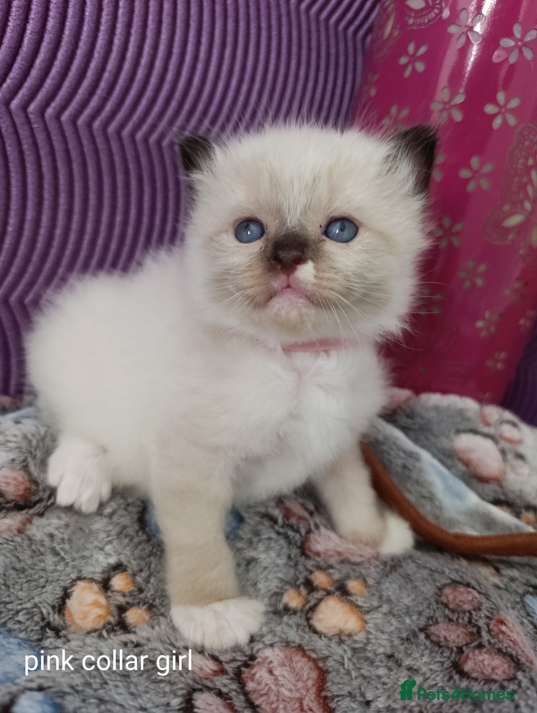 Ragdoll cats for sale: Adorable Ragdoll kittens - Image 8