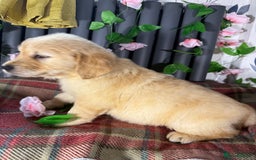 Golden Retriever dogs for sale: Handsome male golden retriever puppies for sale - Image 11