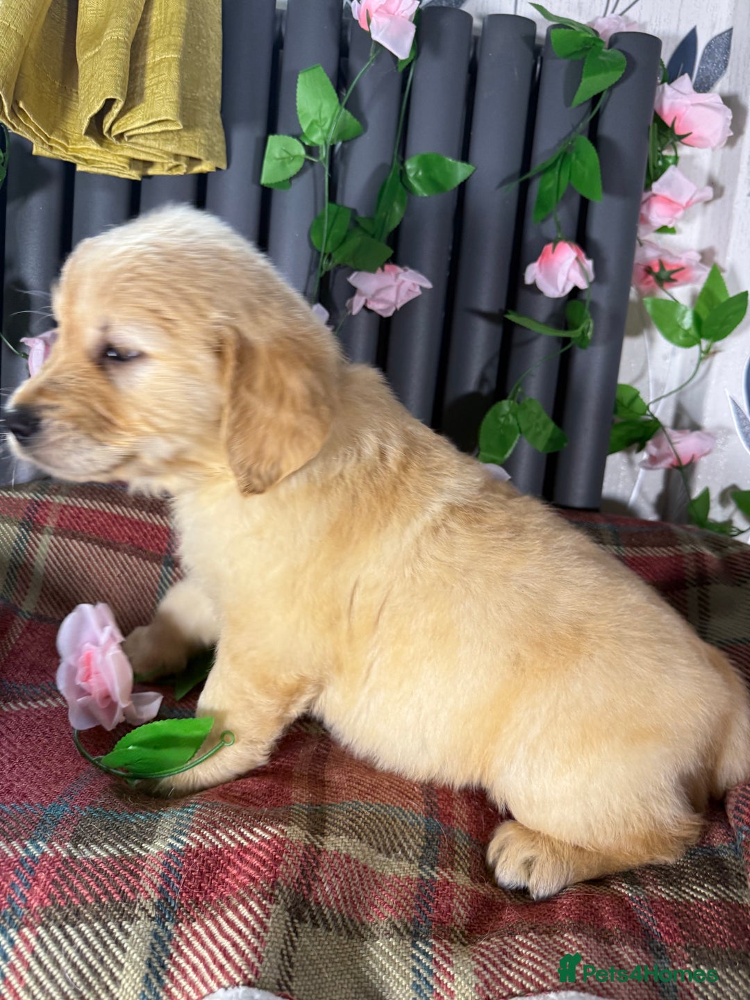 Golden Retriever dogs for sale: Handsome male golden retriever puppies for sale - Image 11