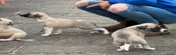Whippet dogs for sale: Stunning Fawn Whippet Pups  in Winkleigh - Advert 6