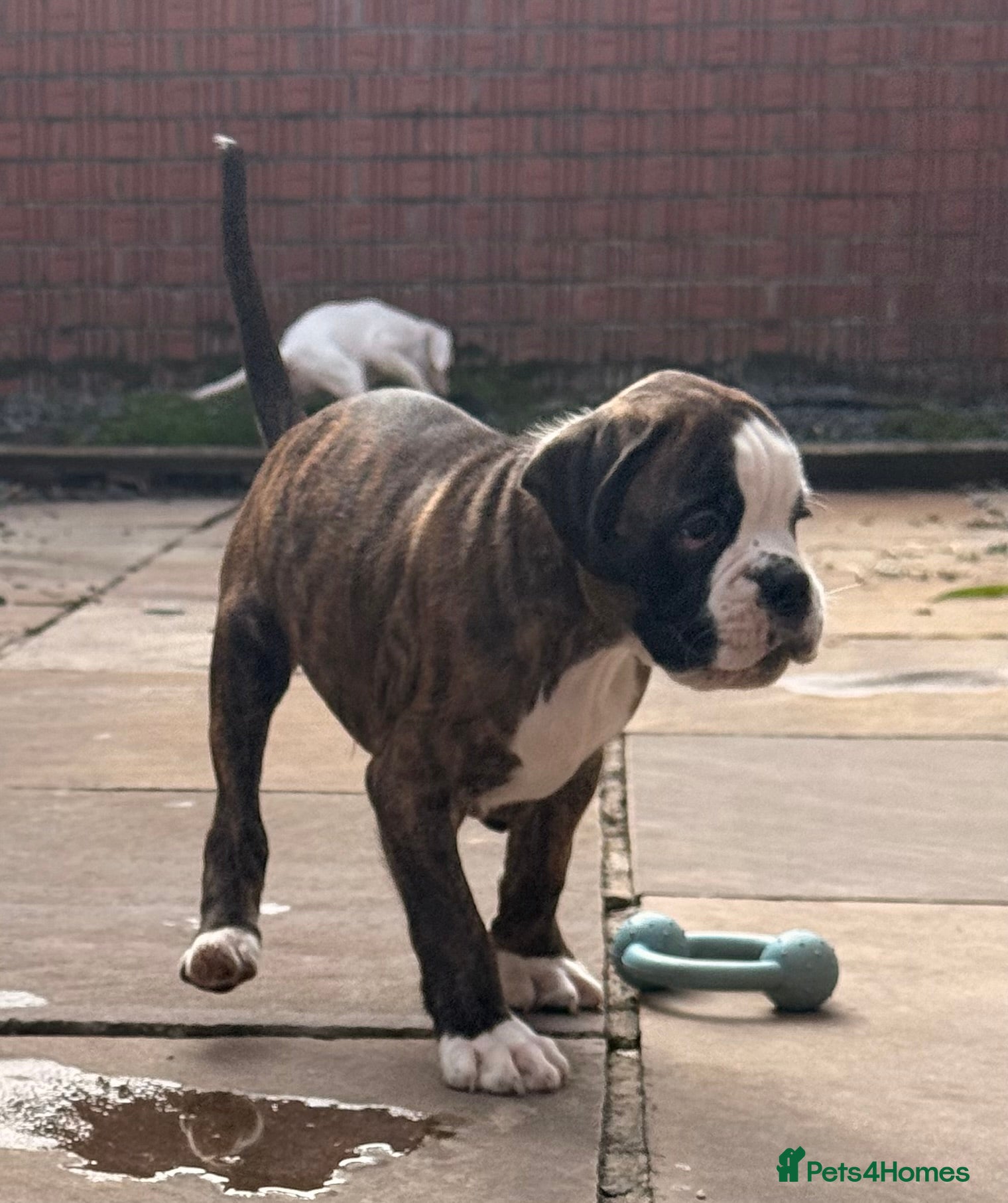 Boxer dogs Outstanding puppies - best pedigree 73 champions - Advert 1