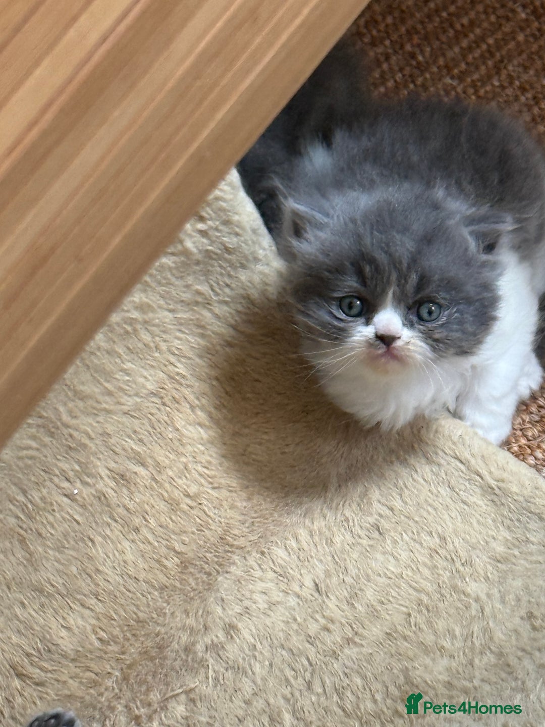 Persian cats for sale: Himalayan Persians - Image 12