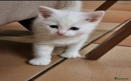 British Shorthair cats for sale: White kittens for sale  - Image 5