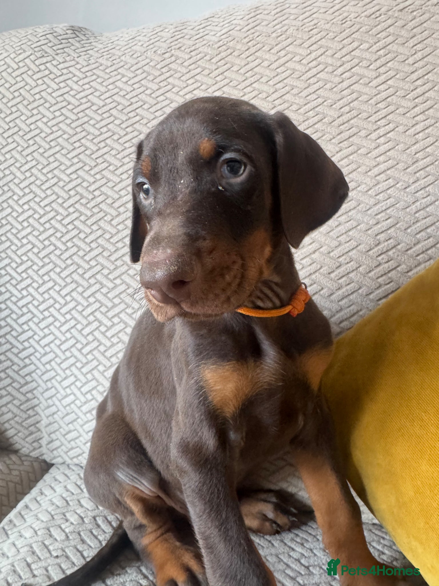 Dobermann dogs  Doberman pups only 1 brown boy ready Thursday  - Advert 2