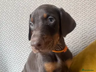 Dobermann dogs Doberman pups only 1 brown boy ready Thursday - Advert 2