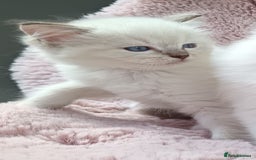 Ragdoll cats for sale: ***Ready Now Ragdoll Boys Ready For New Homes. - Image 25