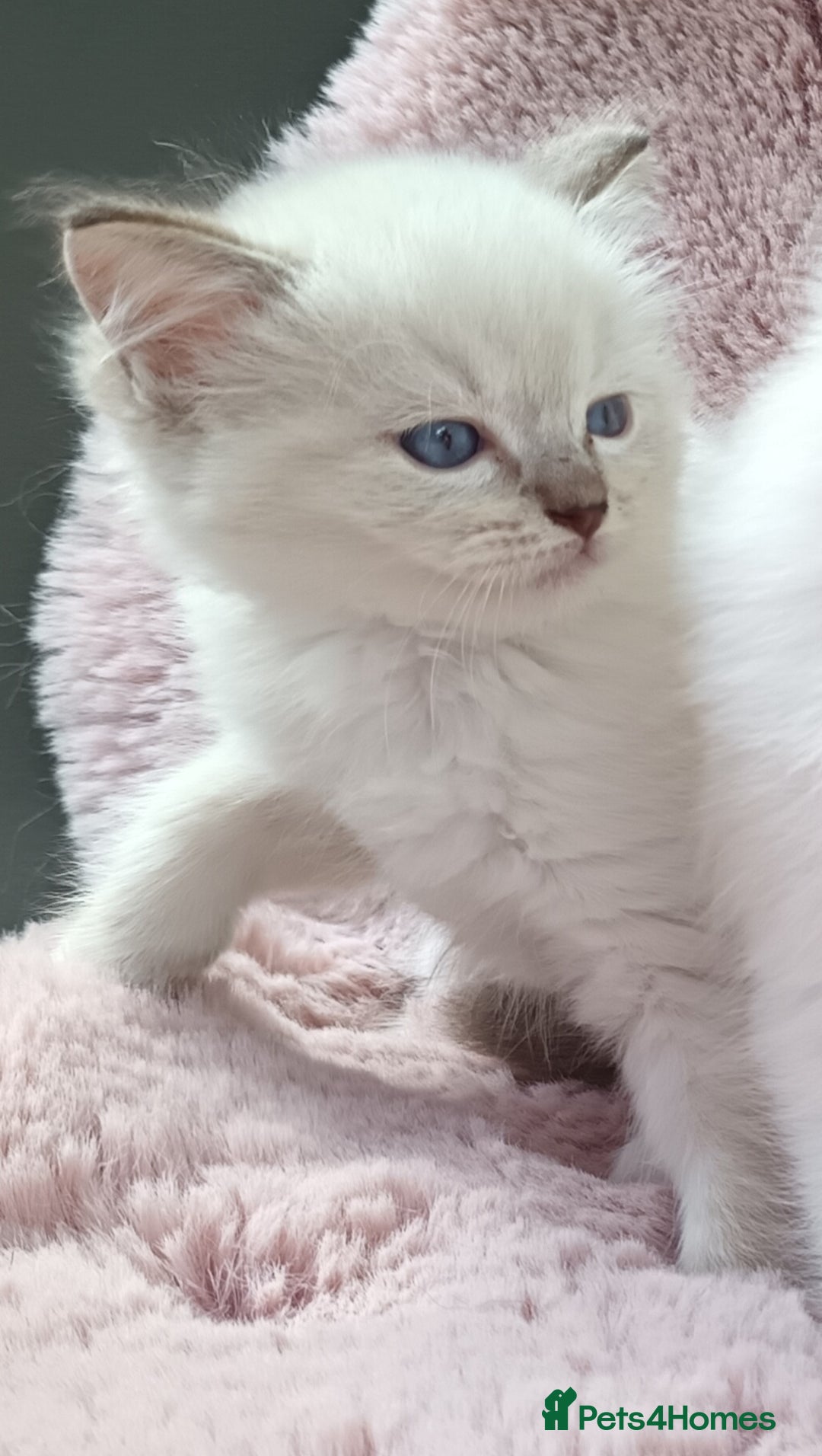 Ragdoll cats for sale: ***Ready Now Ragdoll Boys Ready For New Homes. - Image 25