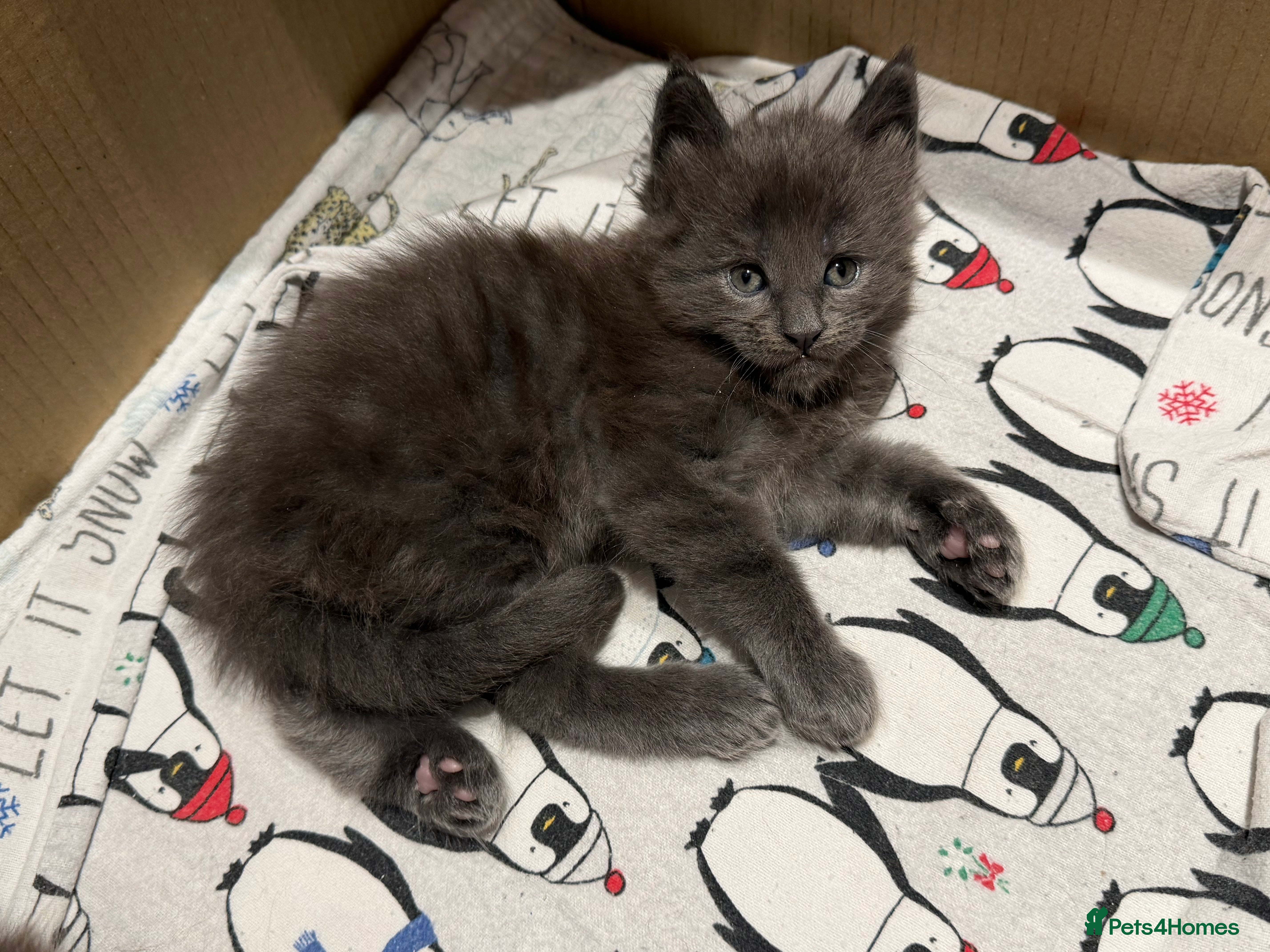 Maine Coon cats XXL MAINECOON MALE KITTENS  - Advert 8