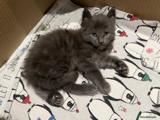 Maine Coon cats XXL MAINECOON MALE KITTENS - Advert 8