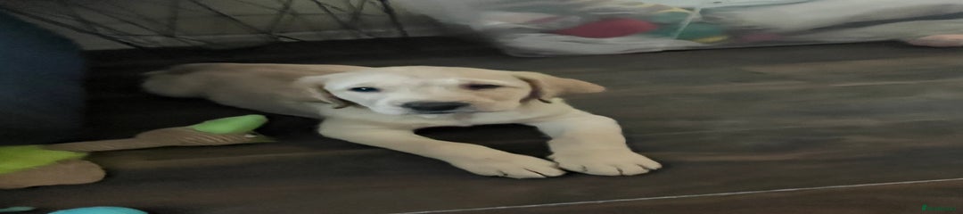 Labrador Retriever Puppy 3 (boy 2)