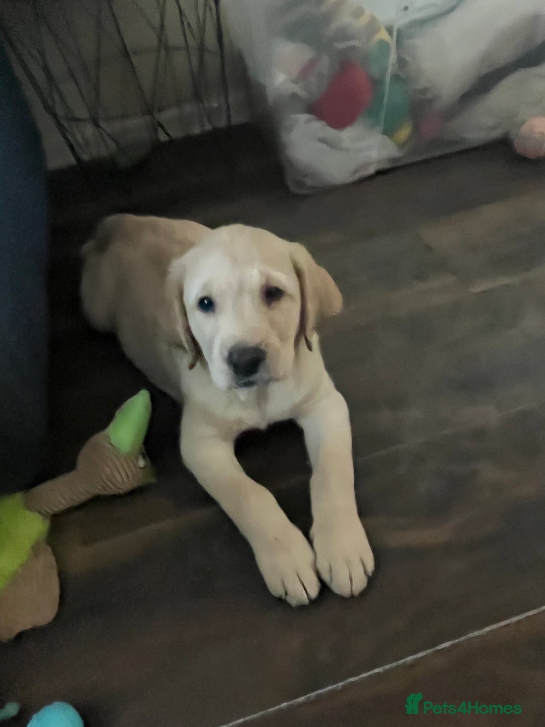Labrador Retriever dogs for sale: White Champagne Labrador Puppies - Image 3