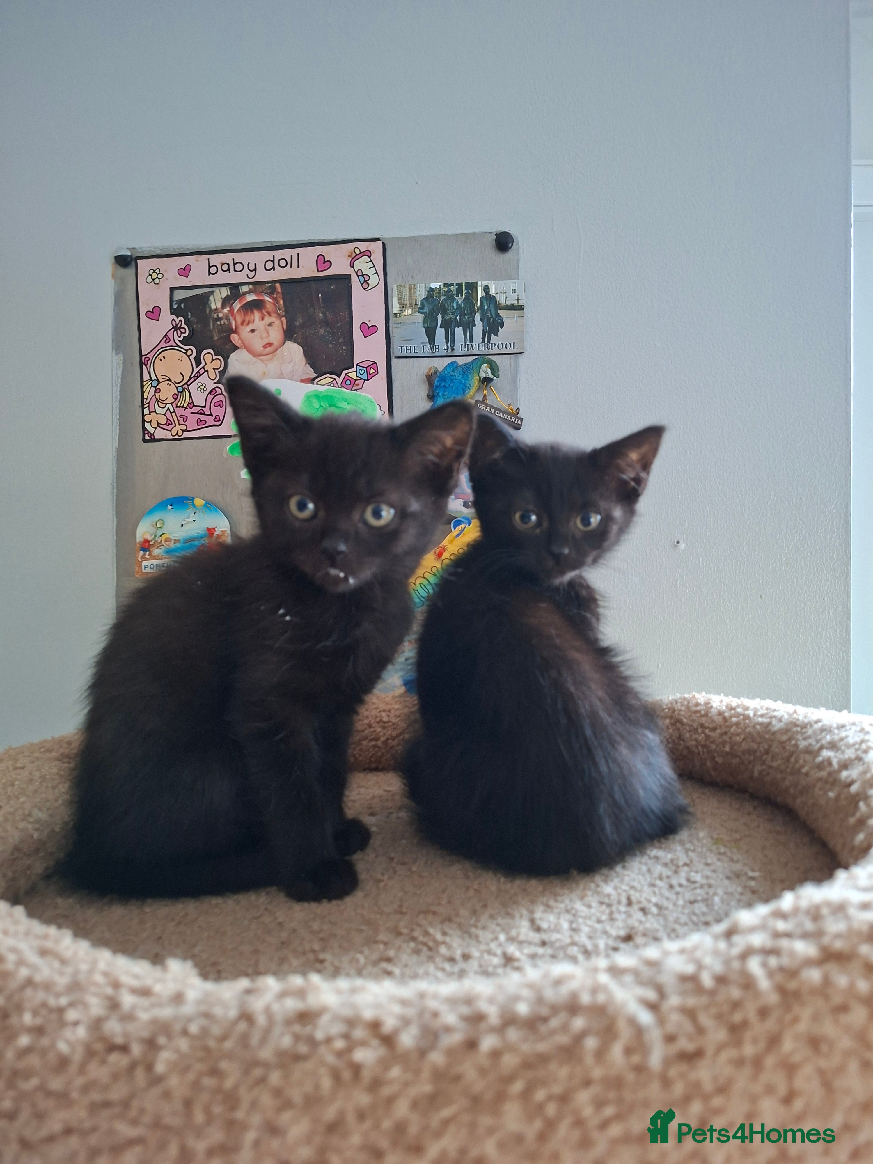 Mixed Breed Kitten 5