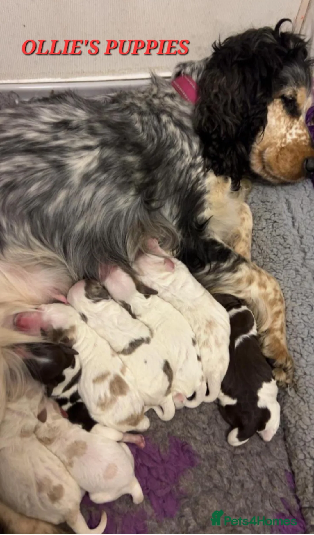 Bernedoodle dogs for stud: STUNNING MOYEN POODLE FULLY HEALTH TESTED  - Advert 37