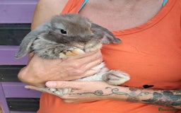 Mini Lop rabbits for sale: Mini lops boys ready to leave  - Image 20