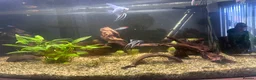 Angelfish fish for sale: Established tank/Aquarium and fish for sale  - Advert 4